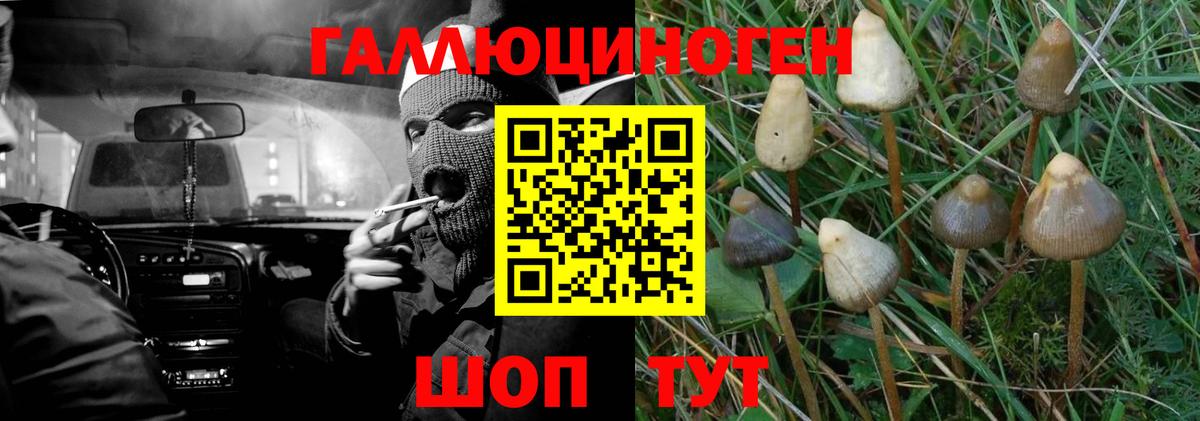 Псилоцибиновые грибы Magic Shrooms  Псилоцибиновые грибы прущие грибы  Вход с VPN  Карачаевск 